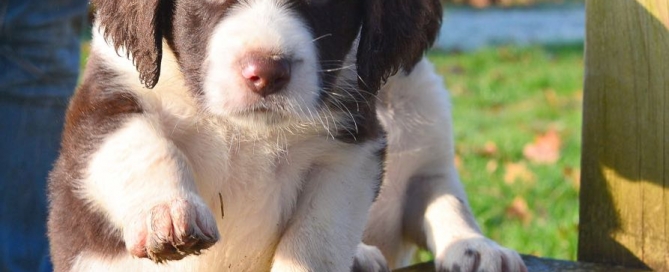 Drentsche Patrijshond puppie