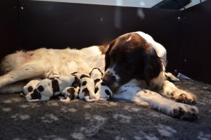 Puppy time!!