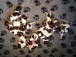 Puppy time!!
