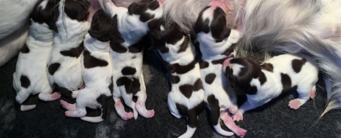 Puppy time!!