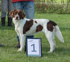 Norah, Drentsche Patrijshond pups