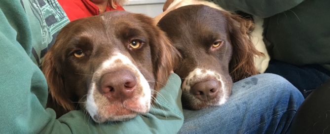 Norah, Drentsche Patrijshond pups