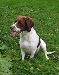 Drentsche Patrijshond puppy's
