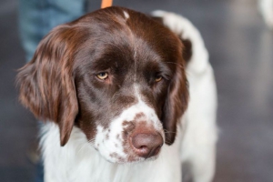 Drentsche Patrijshond puppy's