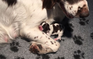 Drentsche Patrijshond pup