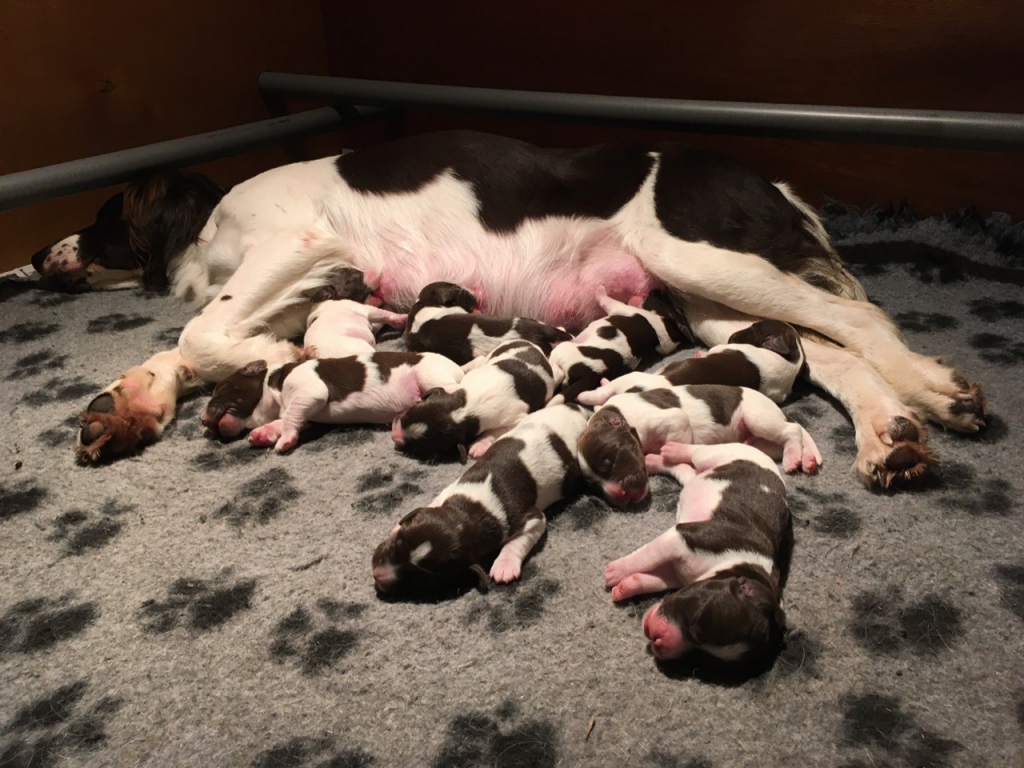 Drentsche patrijshond pups van Amy