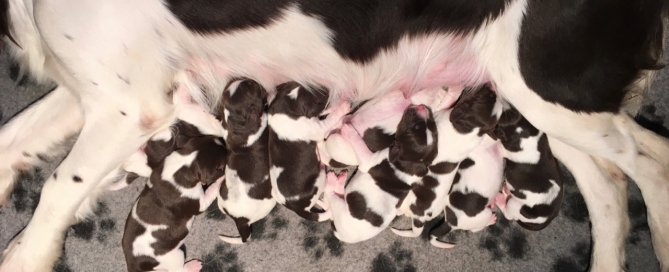 pups van Amy