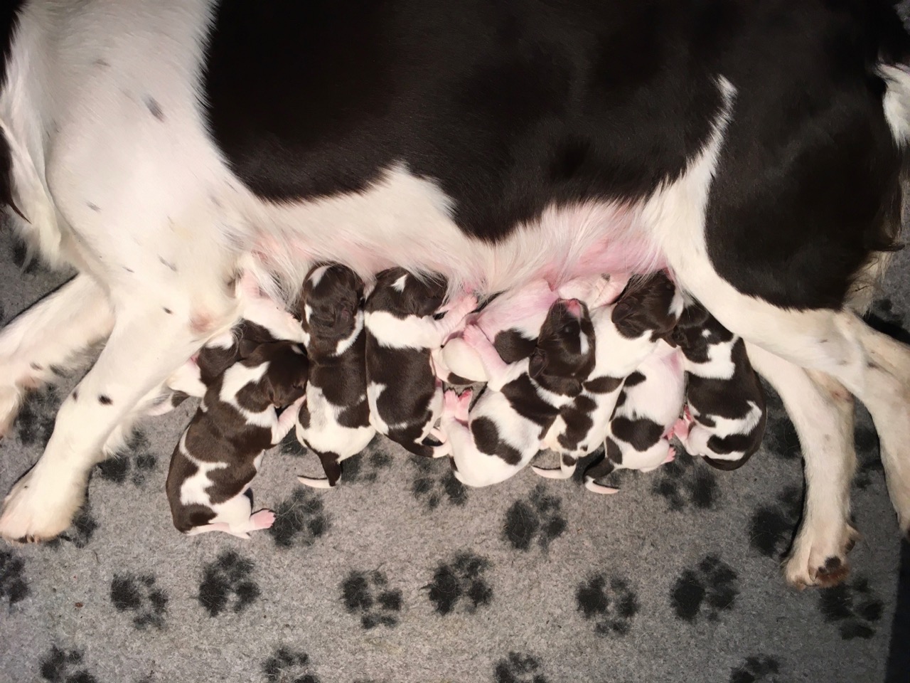 Verhoogd wond rijk Van de Olinckhoeve Pups van Amy zijn geboren! - Van de Olinckhoeve