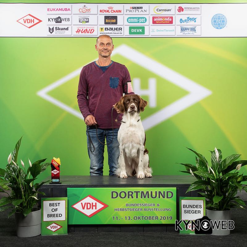 Drentsche Patrijshond