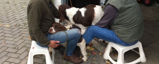 Drentsche Patrijshond pup